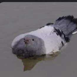 Foreign_Memer avatar