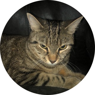 amys_big75421 avatar