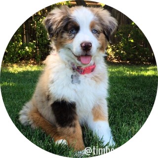 ashsinderflame16 avatar