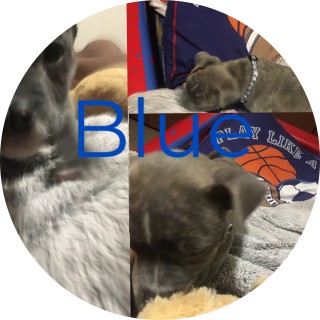 Adrian_x_dream_1 avatar