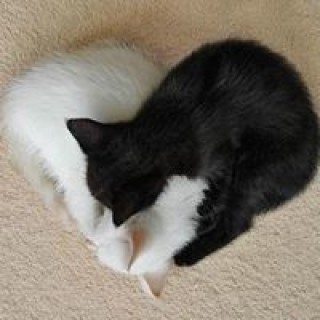 zorrogriffith avatar