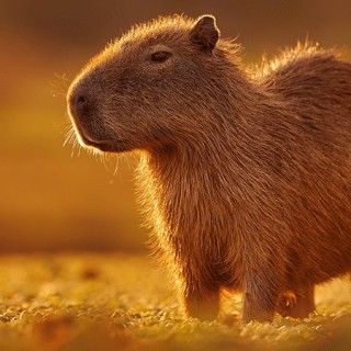 amemewithnolimits avatar