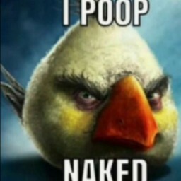 TheAverageNumbskull avatar