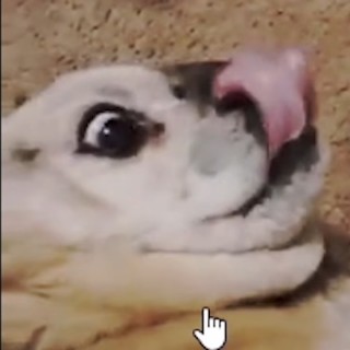 TwoKestrel78160 avatar