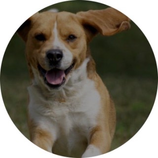 bobby_da_doggy avatar