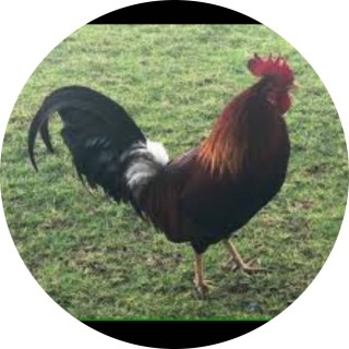 my_memes_are_just_autisum avatar