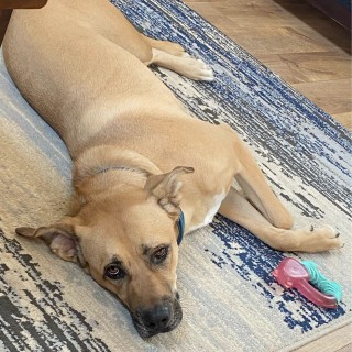 DisneyLover999 avatar