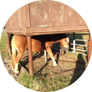 horsegirl8363 avatar