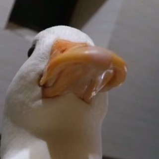 ALIYABLIBBSHSHSH avatar