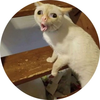 kayah_the_dumb_one avatar