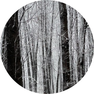 I_follow_everyone avatar