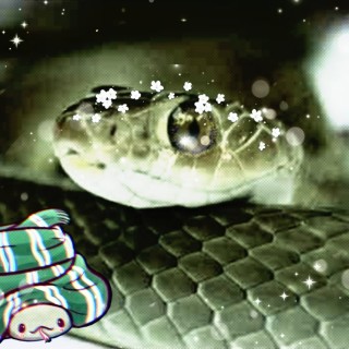 Jerry_the_snake avatar