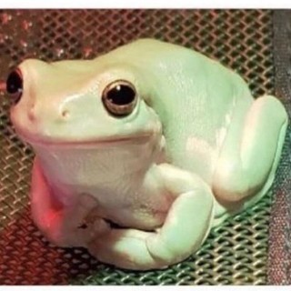 gayfrog_boi avatar