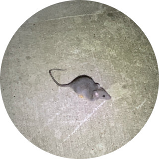 dankkate10122 avatar