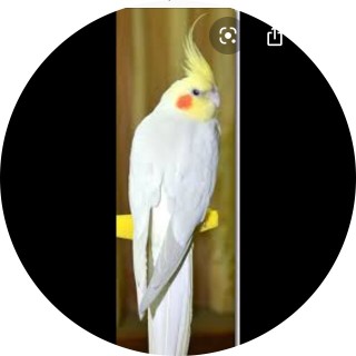 zyaira_unique7 avatar