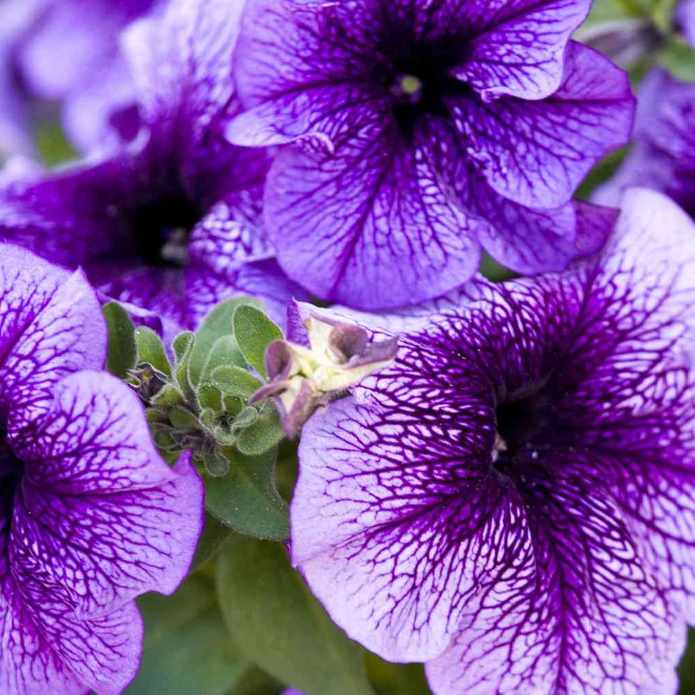 Sarahrabbit21 avatar