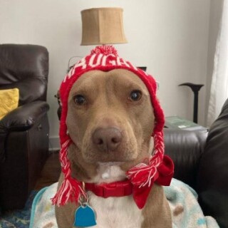 BraveMeerkat2011 avatar