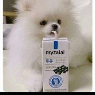 ponascinamonas avatar