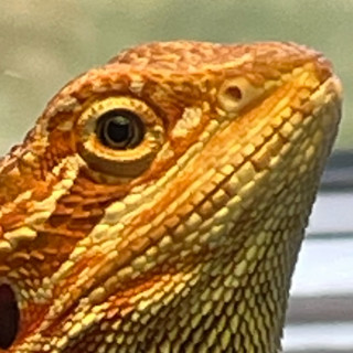 Lizard_Lizard avatar