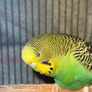 alexruiz1409155 avatar