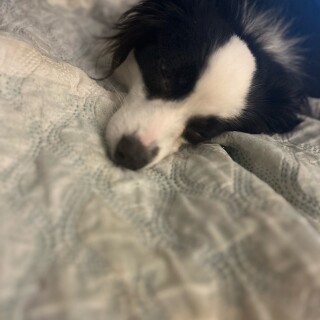 WashDog