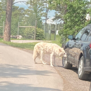 Lauryns_memes avatar