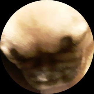 greenmemes2137 avatar