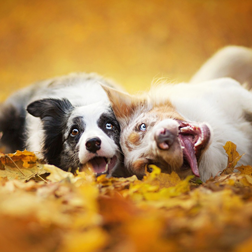 memequeen2.00 avatar