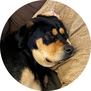 big_boi_doggo_memes avatar