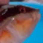 fish_nice_head avatar