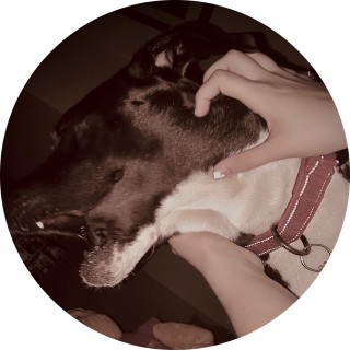 make_memes_daily avatar