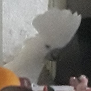 CringyAssPanda avatar