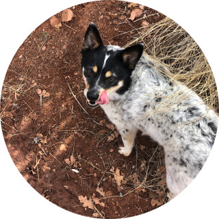 shadow_wolf12 avatar