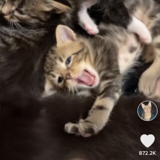 annabelley334 avatar