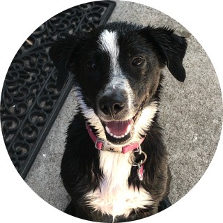 piano_volleyball avatar