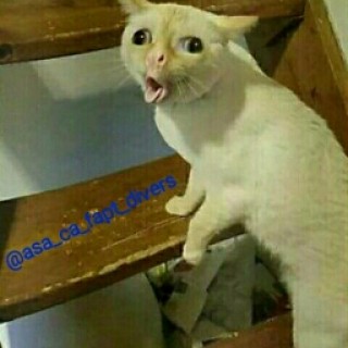 Asa_ca_fapt_divers avatar