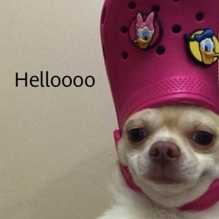 sillymemes247 avatar