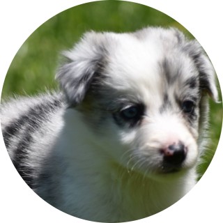 da_pup_gamer_2020 avatar