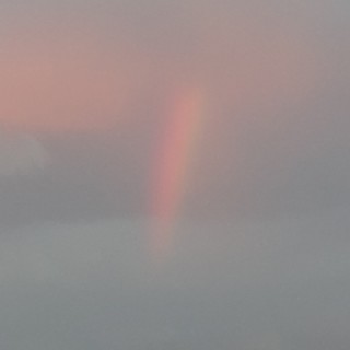 doglover_46889 avatar