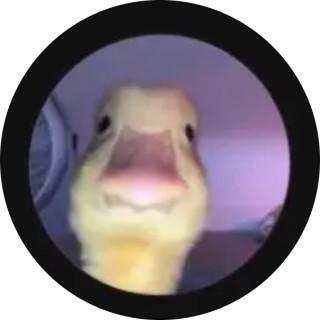 miniduckterd avatar
