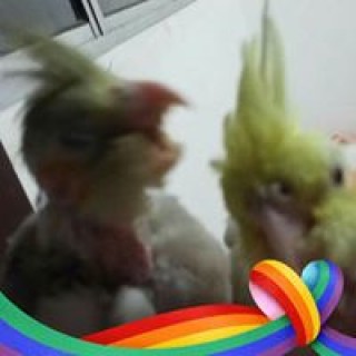 arthurdesousamacedo avatar