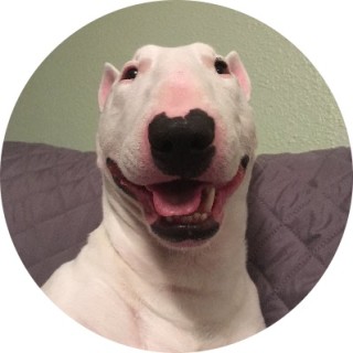 dogboy_walter avatar