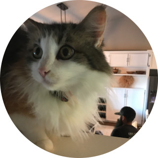 kitty_cat_gall avatar