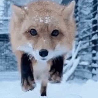 Zexy_foxy_777 avatar