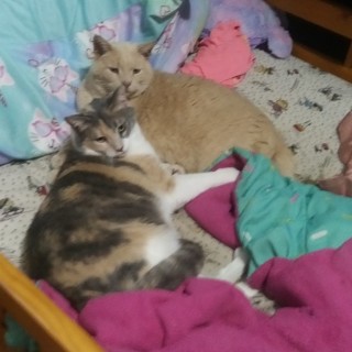 Pinkroseangel10 avatar