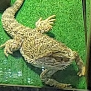 aight_imaheagout avatar