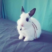 BunnyCide avatar