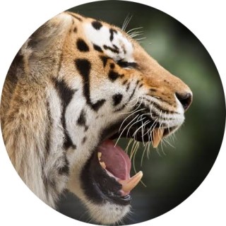 venkateshking avatar