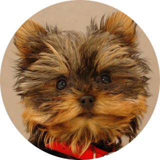 harry_potter_person avatar