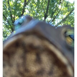 majestic_toad avatar